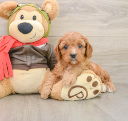 7 week old Cavapoo Puppy For Sale - Puppy Love PR