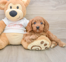 9 week old Cavapoo Puppy For Sale - Puppy Love PR