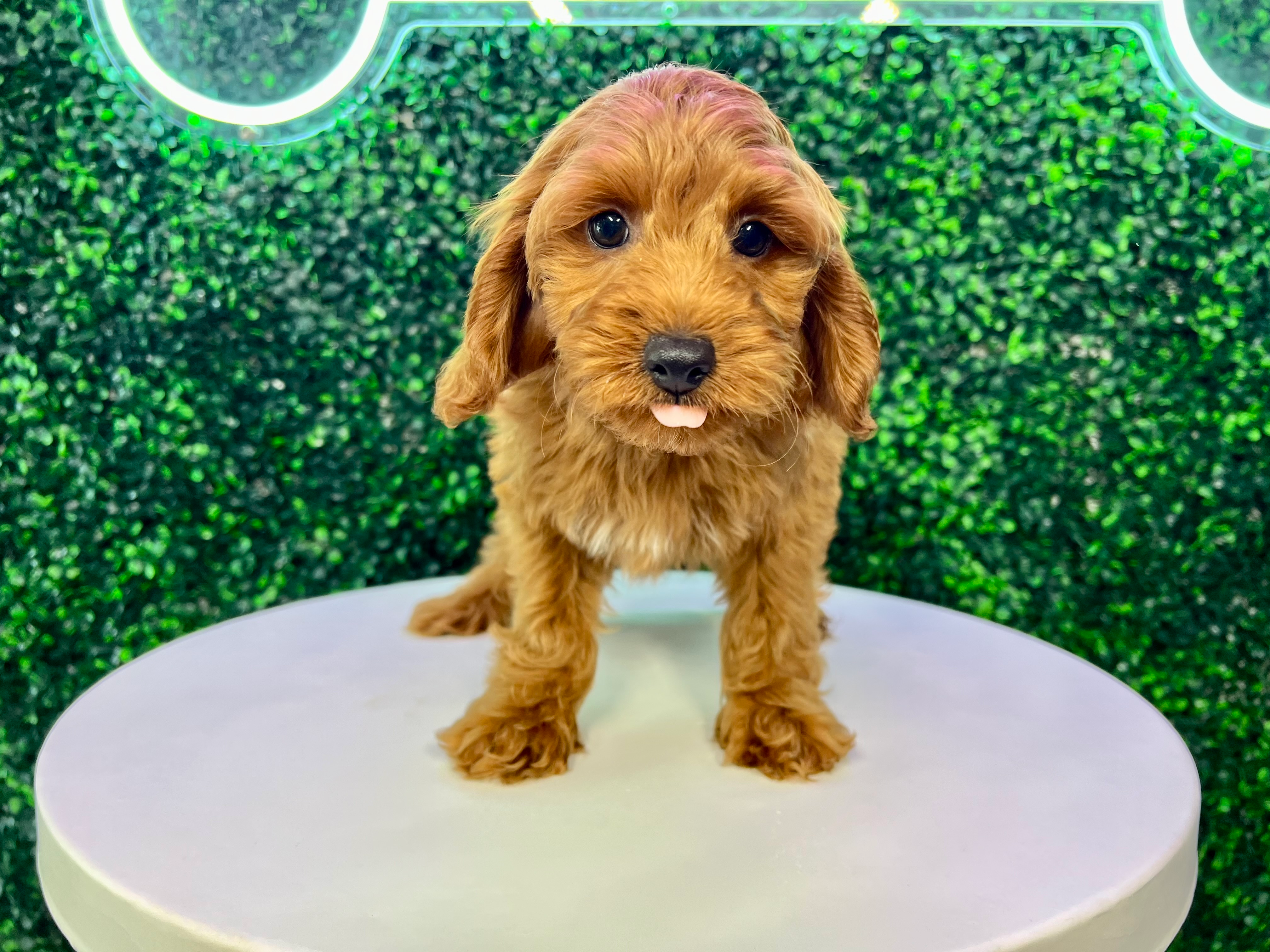 Best Cavapoo Baby