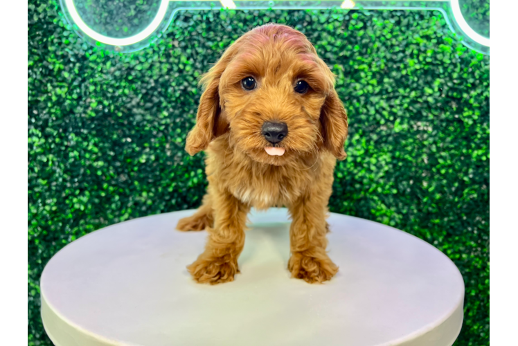 Best Cavapoo Baby