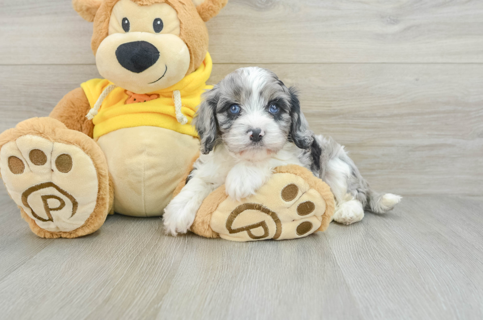 6 week old Cavapoo Puppy For Sale - Puppy Love PR