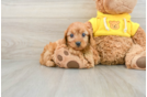 Best Cavapoo Baby