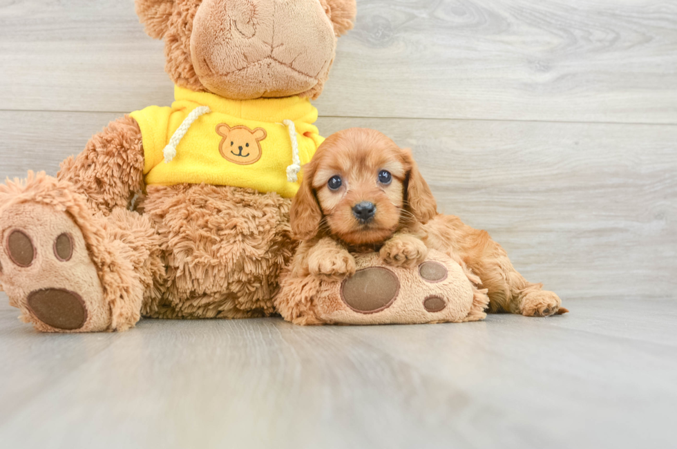 7 week old Cavapoo Puppy For Sale - Puppy Love PR