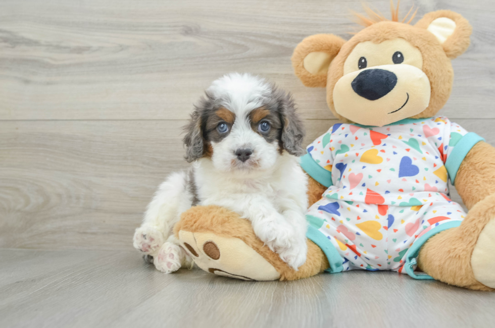 6 week old Cavapoo Puppy For Sale - Puppy Love PR