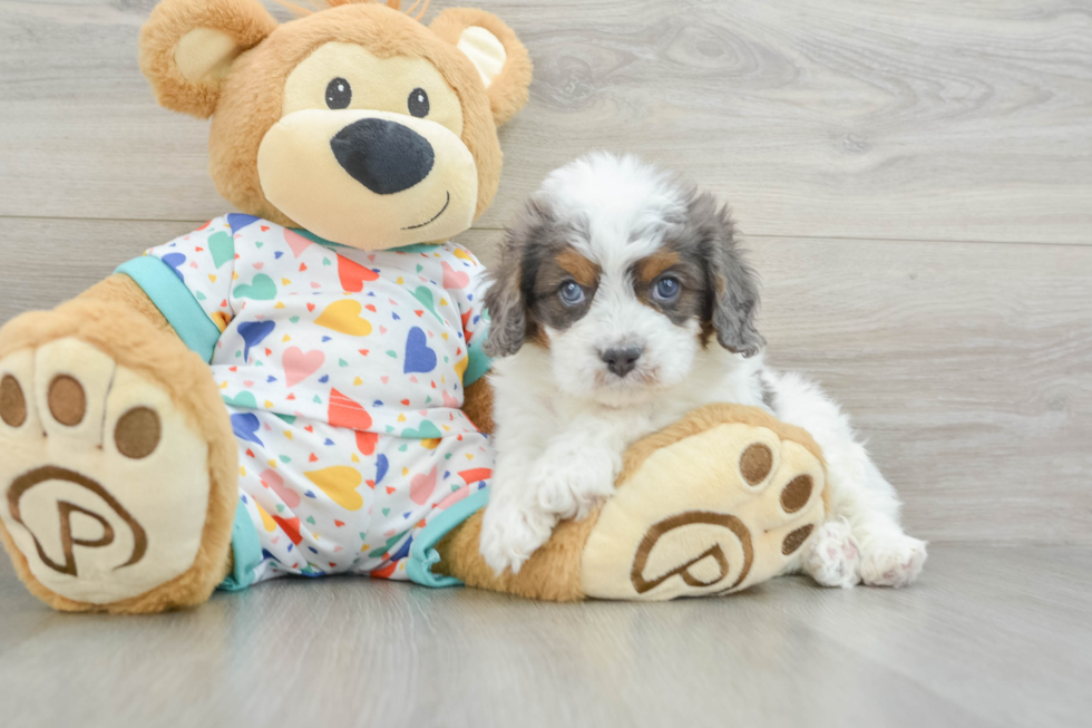 Cavapoo Pup Being Cute