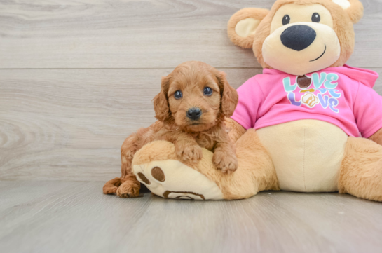 Energetic Cavoodle Poodle Mix Puppy