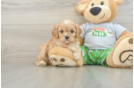 Playful Cavapoodle Poodle Mix Puppy