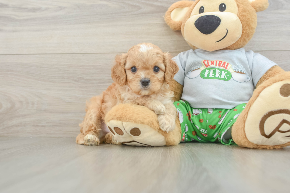 Playful Cavapoodle Poodle Mix Puppy