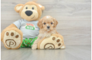 Cute Cavapoo Baby
