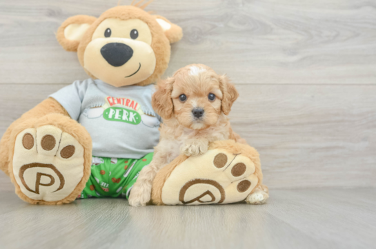 Cute Cavapoo Baby