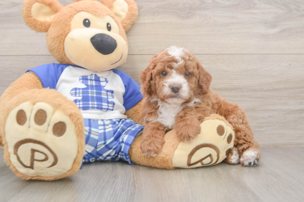 5 week old Cavapoo Puppy For Sale - Puppy Love PR