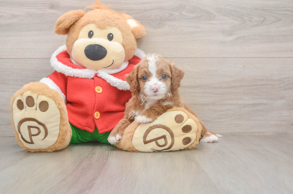 5 week old Cavapoo Puppy For Sale - Puppy Love PR