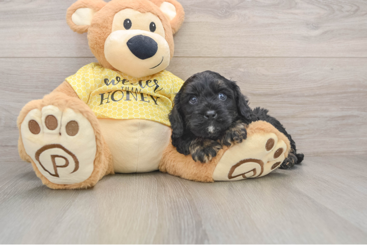 Cavapoo Pup Being Cute