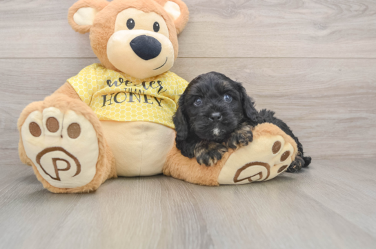 Cavapoo Pup Being Cute
