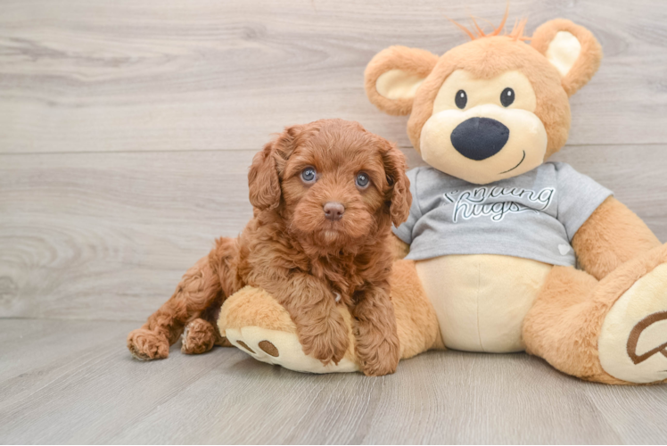 Cavapoo Pup Being Cute