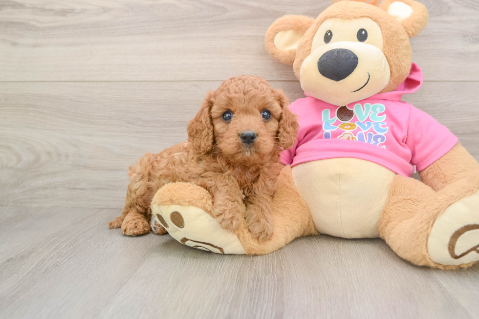 Cavapoo Puppy for Adoption
