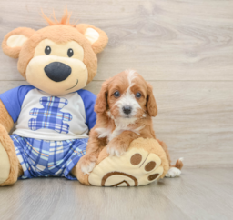 7 week old Cavapoo Puppy For Sale - Puppy Love PR