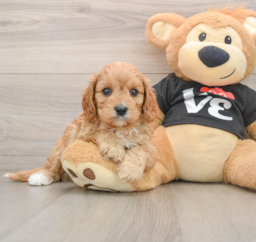 7 week old Cavapoo Puppy For Sale - Puppy Love PR