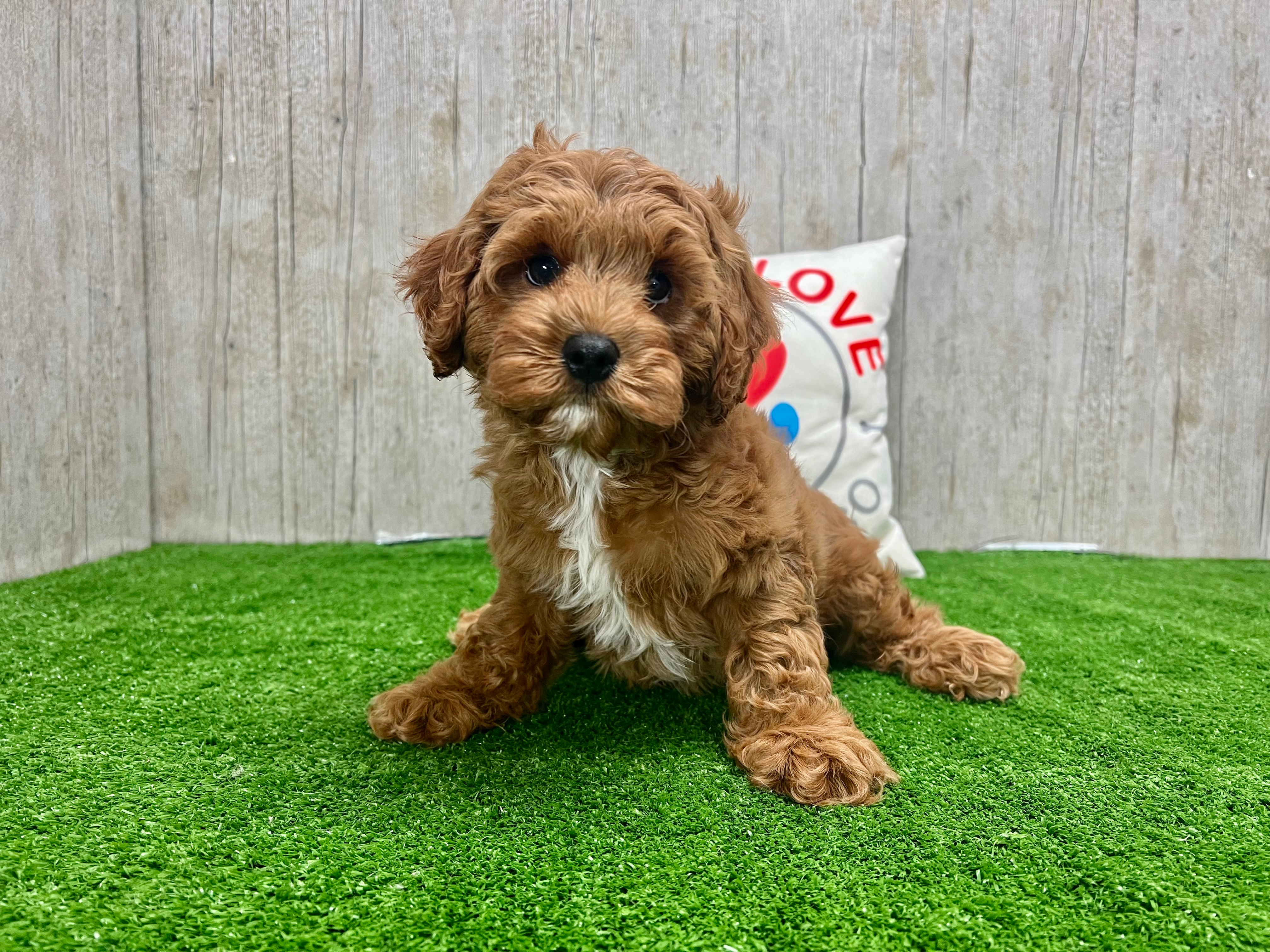 Cute Cavapoo Poodle Mix Pup