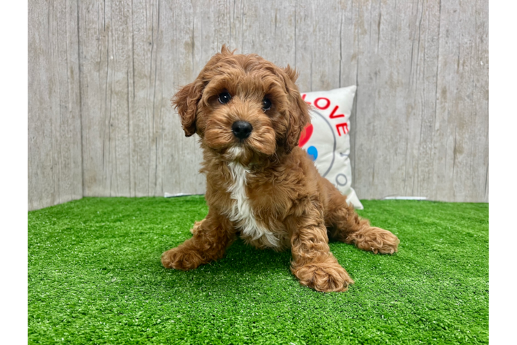 Cute Cavapoo Poodle Mix Pup