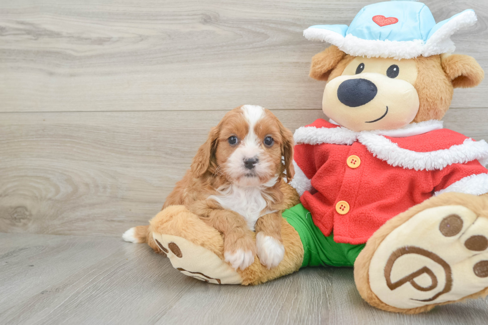 Cavapoo Pup Being Cute