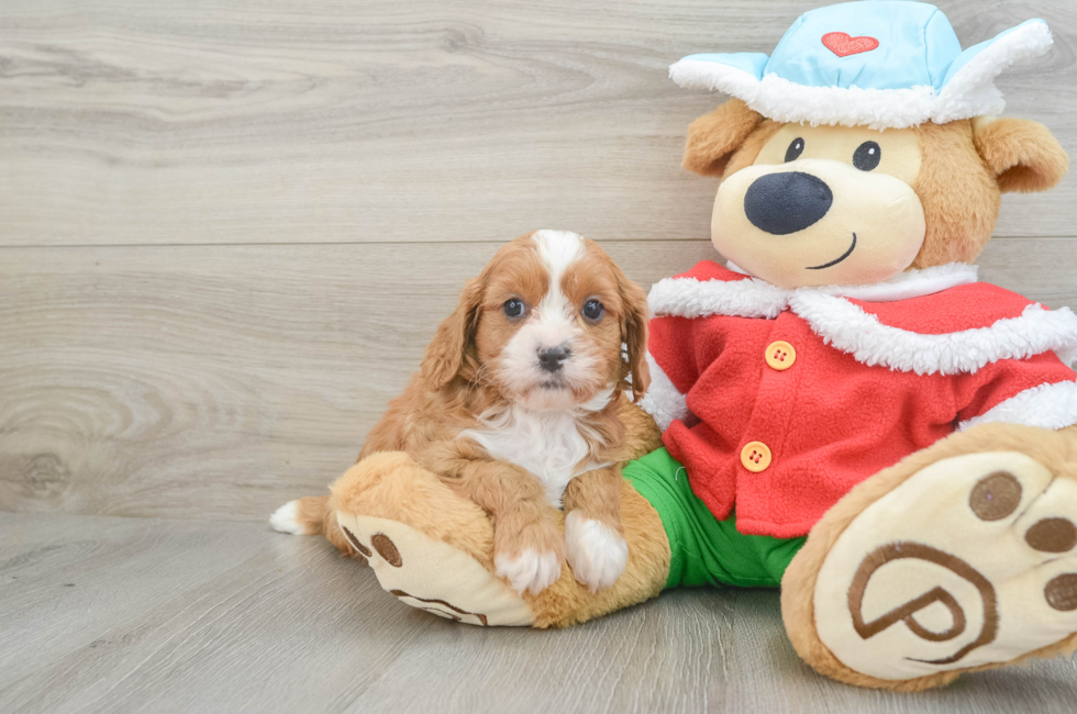 6 week old Cavapoo Puppy For Sale - Puppy Love PR