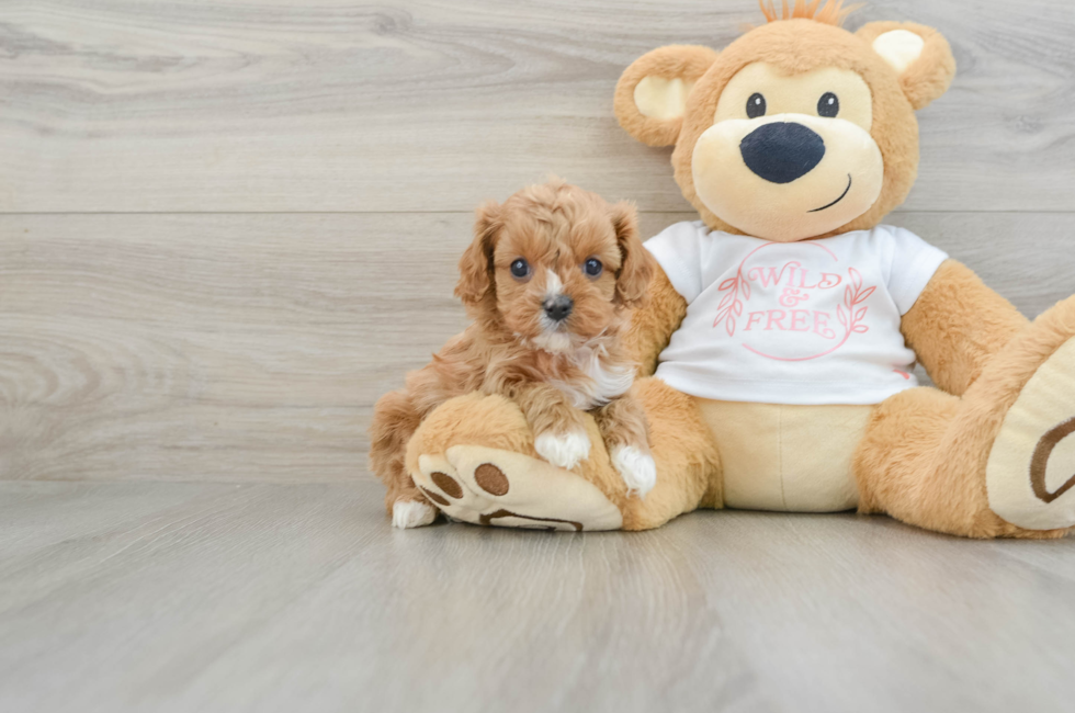 6 week old Cavapoo Puppy For Sale - Puppy Love PR