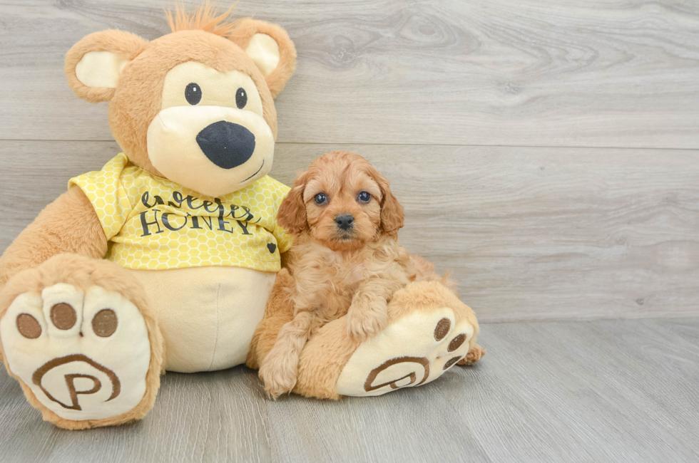 8 week old Cavapoo Puppy For Sale - Puppy Love PR