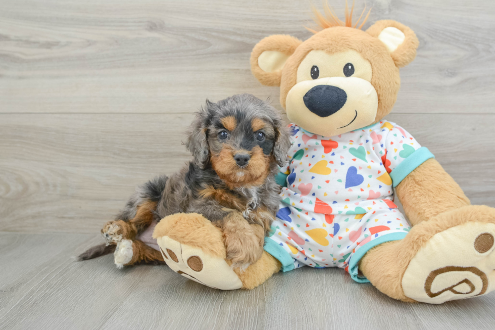 Playful Cavapoodle Poodle Mix Puppy