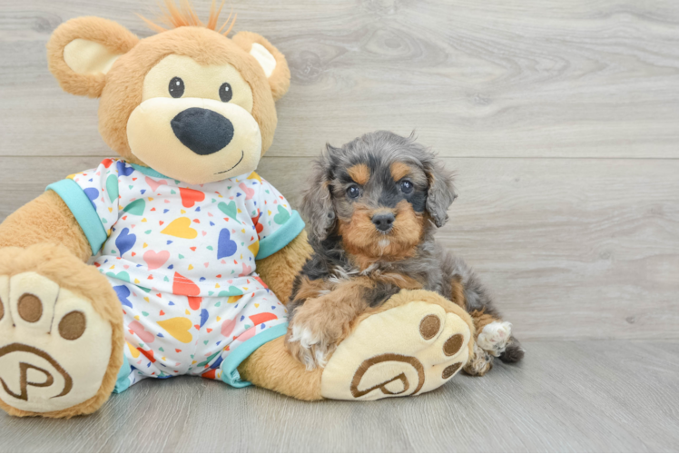 Cute Cavapoo Baby