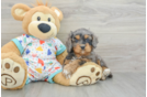 Cute Cavapoo Baby