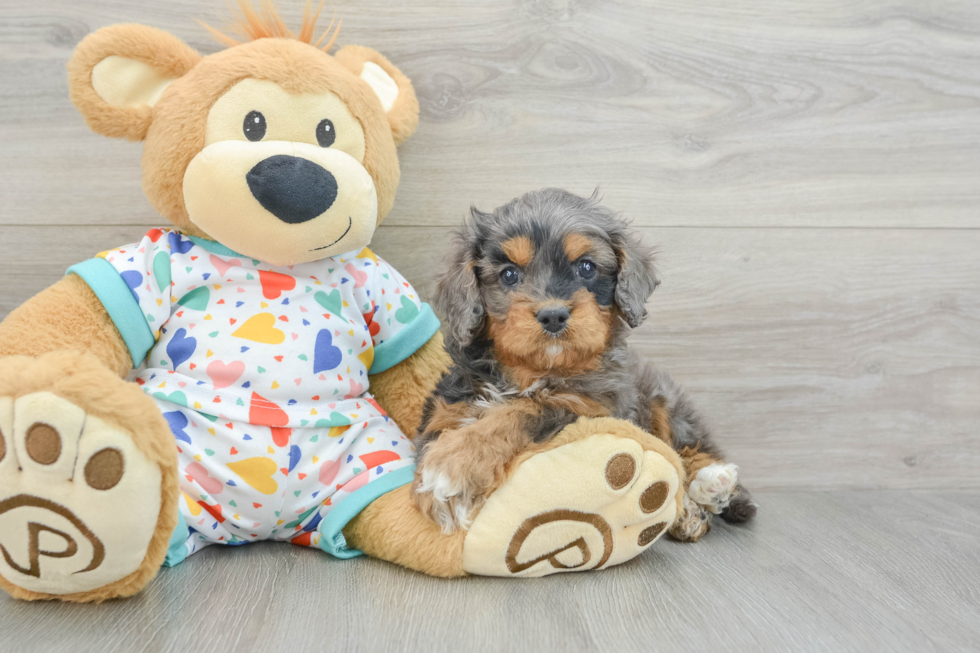 Cute Cavapoo Baby