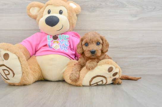 Hypoallergenic Cavadoodle Poodle Mix Puppy