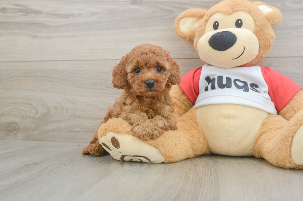 5 week old Cavapoo Puppy For Sale - Puppy Love PR