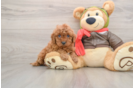 Smart Cavapoo Poodle Mix Pup