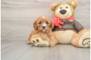 Little Cavipoo Poodle Mix Puppy