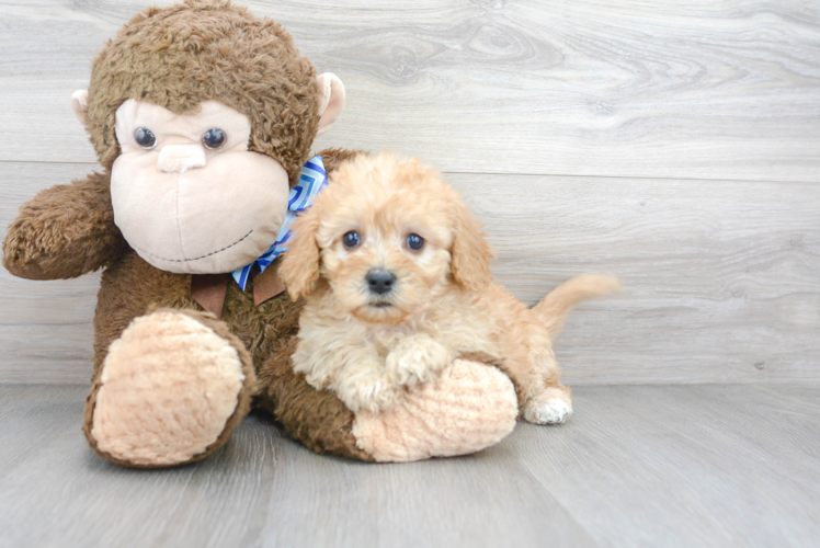 Cavapoo Pup Being Cute