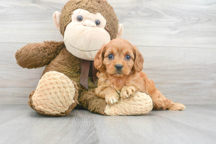 Cavapoo Pup Being Cute