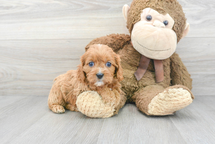 Meet Vuitton - our Cavapoo Puppy Photo 1/3 - Puppy Love PR Sweet Cavapoo Baby