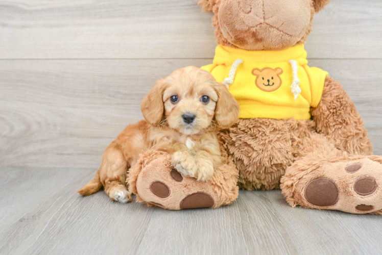 Meet Wade - Meet Today in Pilesgrove Nj - our Cavapoo Puppy Photo 1/3 - Puppy Love PR Smart Cavapoo Poodle Mix Pup