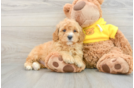 Cavapoo Pup Being Cute