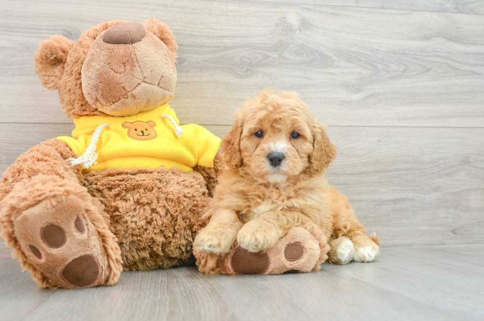 7 week old Cavapoo Puppy For Sale - Puppy Love PR