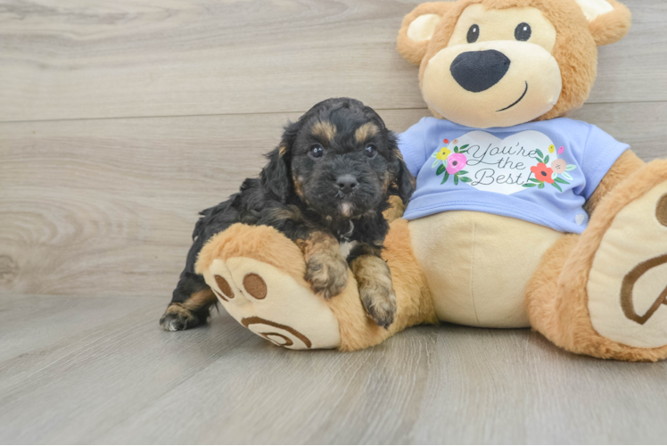 Cavapoo Puppy for Adoption