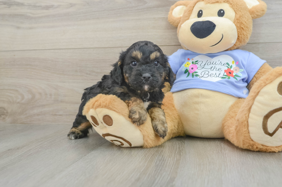 6 week old Cavapoo Puppy For Sale - Puppy Love PR