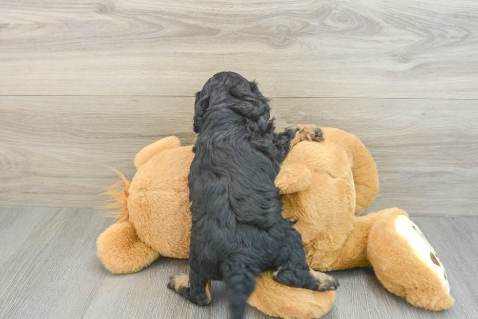 Friendly Cavapoo Baby