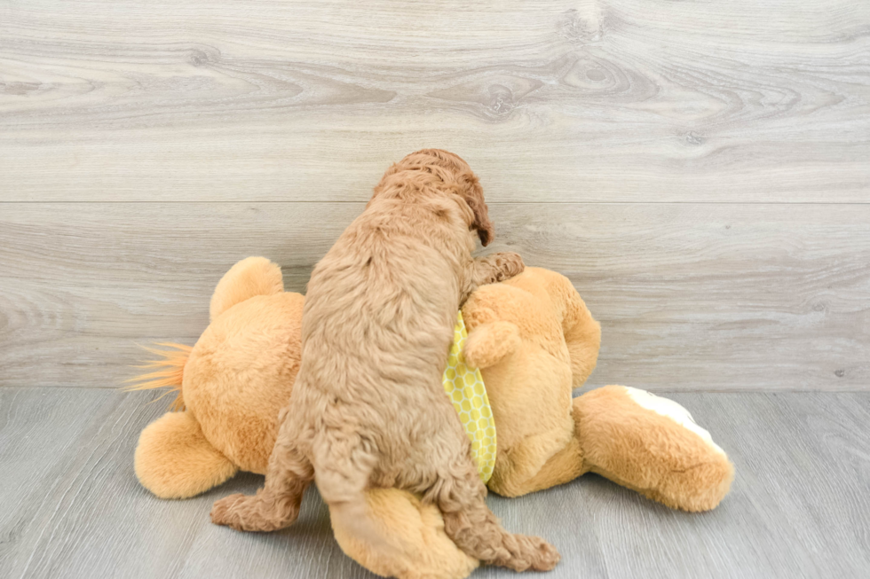 Cavapoo Puppy for Adoption