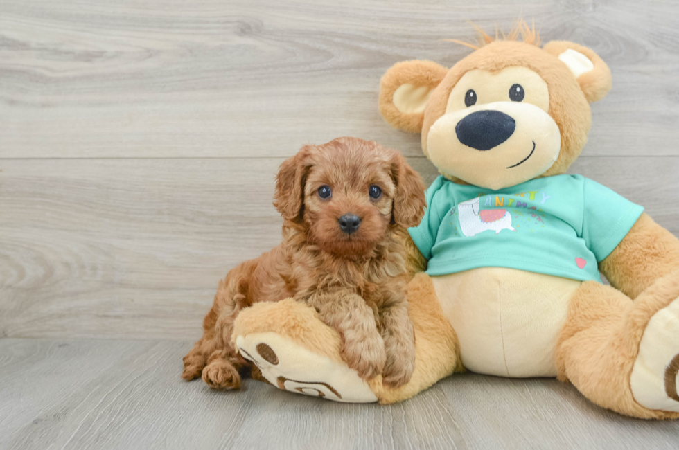 6 week old Cavapoo Puppy For Sale - Puppy Love PR