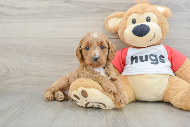 Meet Wade - our Cavapoo Puppy Photo 1/3 - Puppy Love PR Best Cavapoo Baby
