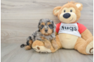 Cavapoo Puppy for Adoption