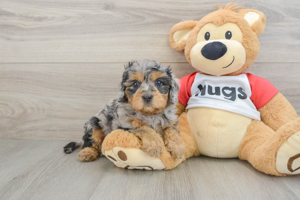 Cavapoo Puppy for Adoption